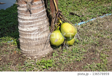 The coconuts are at the base of the tree on the ground. The coconuts are at the base of the tree on the ground. 136578959