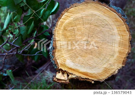 Felled tree. Close up of a wooden stump,green background Felled tree. Close up of a wooden stump,green background 136579043