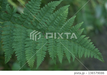 Dark Green Ferns Wallpaper. Wild forest Tropical Leaves Full Frame. Plant Texture. Perfect Natural Young Fern Pattern Background. Moody Feel. Top view. Copy space. Mock Up for Bio, Eco Products Ad 136579086