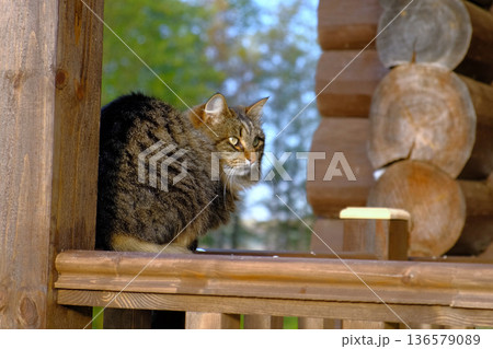 Feline investigates surroundings, Curious cat examines porch details. Exploring feline rustic environment. Whiskered animal Eager tabby cautiously surveys scenic countryside environment 136579089