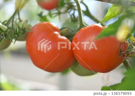 Fresh green and red tomatoes growing and ripening on a vine. Close-up view of tomato plant with juicy tomato cluster. Homegrown healthy food. Gardening, control examining harvesting of organic produce Fresh green and red tomatoes growing and ripening on a vine. Close-up view of tomato plant with juicy tomato cluster. Homegrown healthy food. Gardening, control examining harvesting of organic produce 136579093