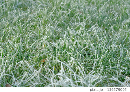 Frozen grass. Winter background, morning frost on the grass with copy space. Cold season, springtime. Mowed lawn covered with ice and hoarfrost. Green grass freezes with pieces of snow on the field Frozen grass. Winter background, morning frost on the grass with copy space. Cold season, springtime. Mowed lawn covered with ice and hoarfrost. Green grass freezes with pieces of snow on the field 136579095