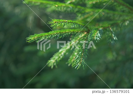 Green Fir Branches and Needles. Spruce Close Up. Evergreen Plant. Fluffy Green Fir Tree. Christmas Wallpaper Concept. Copy Space. Xmas Textured Background. Copy space. Mock Up for Bio, Eco Products Ad 136579101