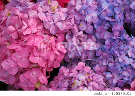 Hydrangea blooming. Blue, purple and pink heads of hydrangea flower petals. Beautiful Garden. Landscaping trend. Shrubbery blooms in the backyard. Scenic of nice landscaped. Green home design. Closeup Hydrangea blooming. Blue, purple and pink heads of hydrangea flower petals. Beautiful Garden. Landscaping trend. Shrubbery blooms in the backyard. Scenic of nice landscaped. Green home design. Closeup 136579105