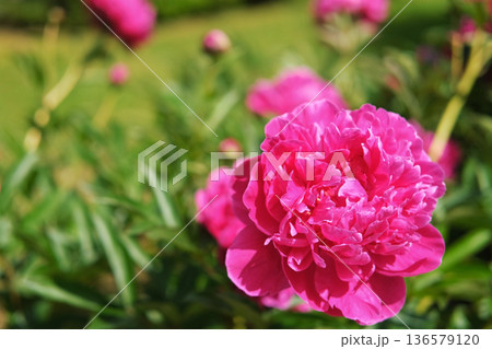 Pink peony growing, blurred leaves background. Gently fresh flower bush. Gardening, landscaping. Plant Nurse Ad. Backdrop for product promote. Flower shop. Green home garden. Landscape design. Path 136579120