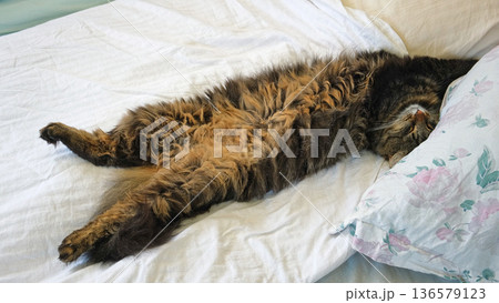 Portrait of Funny Gray Kitten Lying on White Textile. Sleepy Favorite Pet. Copy Space. Young Cat Posing, Stretching enjoy. Happy Little Cat Lovely Resting Pose. Love to Animals. Kitty Close up. 136579123