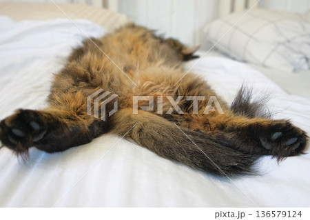 Portrait of Funny Gray Kitten Lying on White Textile. Sleepy Favorite Pet. Copy Space. Young Cat Posing, Stretching enjoy. Happy Little Cat Lovely Resting Pose. Love to Animals. Kitty Close up. 136579124