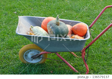 Wheelbarrow in the garden. Barrow with harvest vegetables. Landscape yard work. Organic vegetable garden in urban area. Home grown fruits, zucchini, orange pumpkins. Beautiful backyard arrangement 136579137