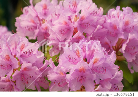 Blossoming rhododendron flowers on blurred background. Natural backdrop. Blooming pink rhododendrons swaying gently in sunlit garden. Alpenrose, snow-rose. Flowering bush. Biodiversity conservation. 136579151