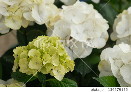 Hydrangea blooming. White, limelight and green heads of hydrangea flower petals. Beautiful Garden. Landscaping trend. Shrubbery blooms backyard. Scenic of nice landscaped. Green home design. Closeup Hydrangea blooming. White, limelight and green heads of hydrangea flower petals. Beautiful Garden. Landscaping trend. Shrubbery blooms backyard. Scenic of nice landscaped. Green home design. Closeup 136579156
