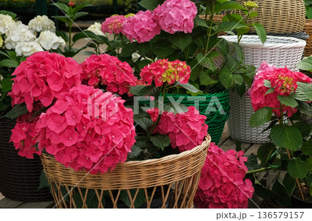 Hydrangea paniculata and conifer. Beautiful Garden path made of natural stones, gravel. Huge landscaping trend. Lawn, shrubbery in the backyard. Scenic of nice landscaped. Walkway. Green home design Hydrangea paniculata and conifer. Beautiful Garden path made of natural stones, gravel. Huge landscaping trend. Lawn, shrubbery in the backyard. Scenic of nice landscaped. Walkway. Green home design 136579157