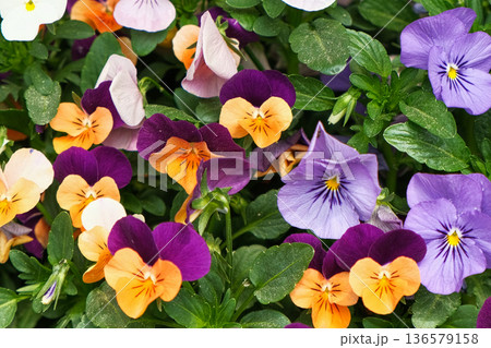 Wild pansies, Viola Tricolor, also known as Johnny Jump Up. Many Purple and Yellow Flowers. Pansies on a Backyard. Landscaping in Green Home Garden. Landscape Design with Flower beds in Summer. Wild pansies, Viola Tricolor, also known as Johnny Jump Up. Many Purple and Yellow Flowers. Pansies on a Backyard. Landscaping in Green Home Garden. Landscape Design with Flower beds in Summer. 136579158