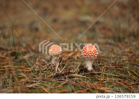 Autumn forest floor with moss texture and mushroom. Autumnal Park. Beautiful fall nature. Mossy Woodland with cones, roots, pine needles. Ecology environment. Climate change. Earth Tones. Green lichen Autumn forest floor with moss texture and mushroom. Autumnal Park. Beautiful fall nature. Mossy Woodland with cones, roots, pine needles. Ecology environment. Climate change. Earth Tones. Green lichen 136579159