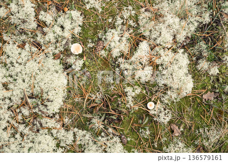 Autumn forest floor with moss texture and mushroom. Autumnal Park. Beautiful fall nature. Mossy Woodland with cones, roots, pine needles. Ecology environment. Climate change. Earth Tones. Green lichen Autumn forest floor with moss texture and mushroom. Autumnal Park. Beautiful fall nature. Mossy Woodland with cones, roots, pine needles. Ecology environment. Climate change. Earth Tones. Green lichen 136579161