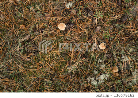 Autumn forest floor with moss texture and mushroom. Autumnal Park. Beautiful fall nature. Mossy Woodland with cones, roots, pine needles. Ecology environment. Climate change. Earth Tones. Green lichen 136579162
