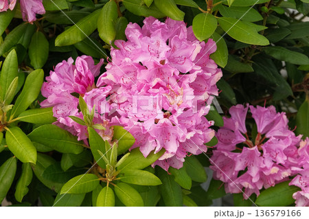 Blossoming rhododendron flowers on blurred background. Natural backdrop. Blooming pink rhododendrons swaying gently in sunlit garden. Alpenrose, snow-rose. Flowering bush. Biodiversity conservation. Blossoming rhododendron flowers on blurred background. Natural backdrop. Blooming pink rhododendrons swaying gently in sunlit garden. Alpenrose, snow-rose. Flowering bush. Biodiversity conservation. 136579166