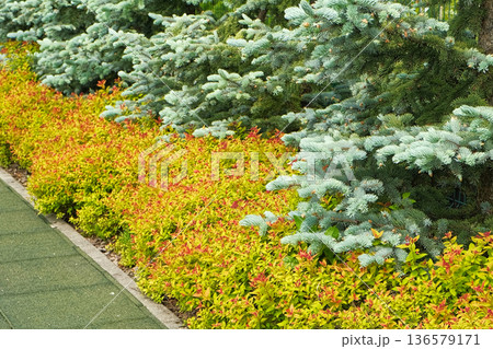 Frontyard Paver Walkway. Beautiful Ornamental Garden landscape design. Path made of natural stones, gravel. Landscaping modern trend. Lawn, shrubbery in the backyard. Abundance Of Plants Shrubs, Trees 136579171