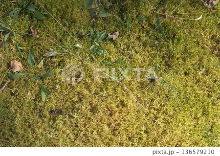 Autumn forest floor with moss texture and mushroom. Autumnal Park. Beautiful fall nature. Mossy Woodland with cones, roots, pine needles. Ecology environment. Climate change. Earth Tones. Green lichen 136579210