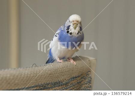 Blue white budgie perched on armrest, quiet indoor portrait of tame parakeet showcasing speckled plumage and delicate beak, soft neutral background, closeup resting pose conveying companion bird vibe 136579214