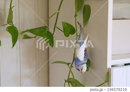 Budgerigar. Funny blue purple parakeet climbing up and down at the green plant. Cute budgie having fun, looking around. A tamed bird. Pet parrot. High quality 4k footage. Cozy Home. Domestic Animals Budgerigar. Funny blue purple parakeet climbing up and down at the green plant. Cute budgie having fun, looking around. A tamed bird. Pet parrot. High quality 4k footage. Cozy Home. Domestic Animals 136579219