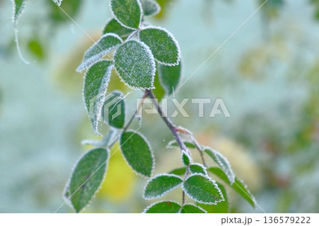 Close up view of icy frozen tree branch with dry foliage hanging isolated. Beauty of winter season concept. Christmas natural background. Ultra Full hd video footage. Ice hoarfrost green leaves plants Close up view of icy frozen tree branch with dry foliage hanging isolated. Beauty of winter season concept. Christmas natural background. Ultra Full hd video footage. Ice hoarfrost green leaves plants 136579222