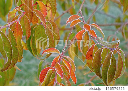 Close up view of icy frozen tree branch with dry foliage hanging isolated. Beauty of winter season concept. Christmas natural background. Ultra Full hd video footage. Ice hoarfrost green leaves plants Close up view of icy frozen tree branch with dry foliage hanging isolated. Beauty of winter season concept. Christmas natural background. Ultra Full hd video footage. Ice hoarfrost green leaves plants 136579223