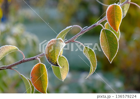 Close up view of icy frozen tree branch with dry foliage hanging isolated. Beauty of winter season concept. Christmas natural background. Ultra Full hd video footage. Ice hoarfrost green leaves plants Close up view of icy frozen tree branch with dry foliage hanging isolated. Beauty of winter season concept. Christmas natural background. Ultra Full hd video footage. Ice hoarfrost green leaves plants 136579224
