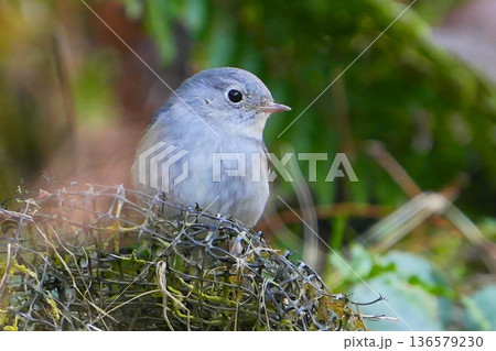 ルリビタキ ルリビタキ 136579230