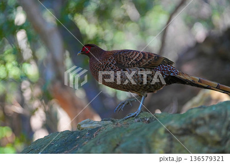 ヤマドリ 136579321