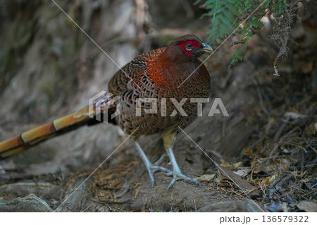 ヤマドリ 136579322