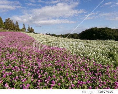 色とりどりの花が広がる秋の花畑 136579351