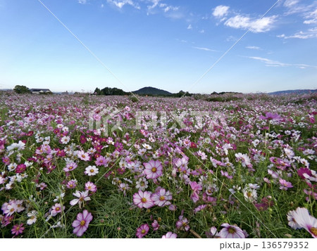 色とりどりの花が広がる秋の花畑 色とりどりの花が広がる秋の花畑 136579352