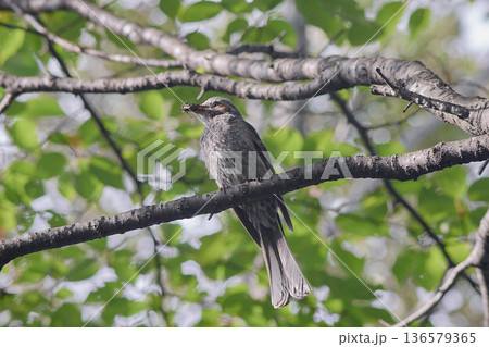 ヒヨドリ ヒヨドリ 136579365