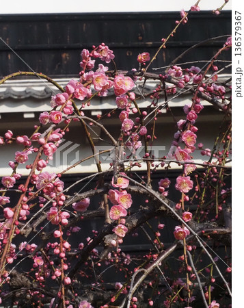 高知城の瓦塀とピンクの枝垂れ梅（梅の段の詰門前のウメ） 136579367