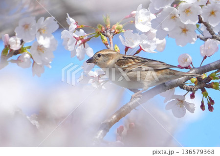 ニュウナイスズメ 136579368