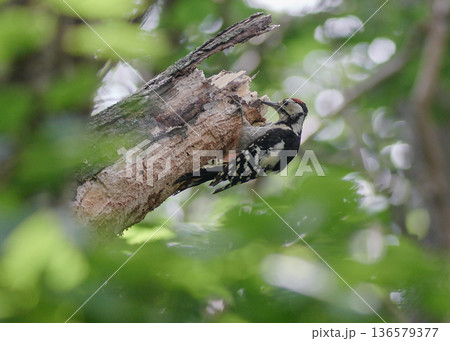 アカゲラ　葉　陽射し　夏　幼鳥 136579377