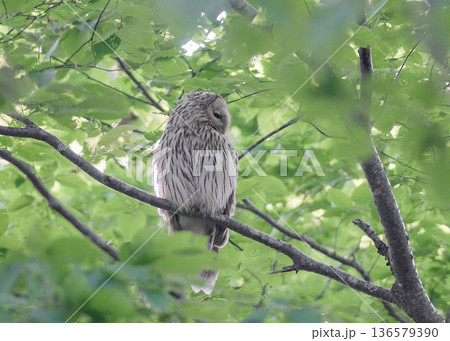 エゾフクロウ　新緑　成鳥 136579390