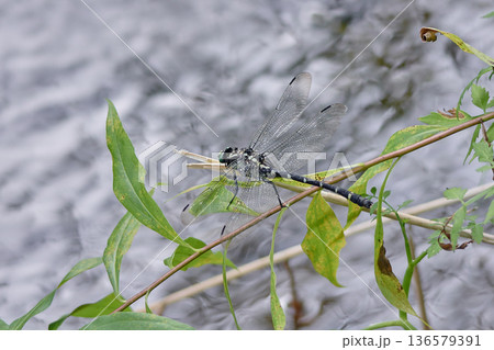コオニヤンマ 136579391