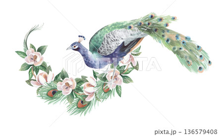 The composition of peacock, the blooming magnolia and feathers. Handmade watercolor illustration. For cards, cover, wallpaper, prints, product labels and fabric. The composition of peacock, the blooming magnolia and feathers. Handmade watercolor illustration. For cards, cover, wallpaper, prints, product labels and fabric. 136579408