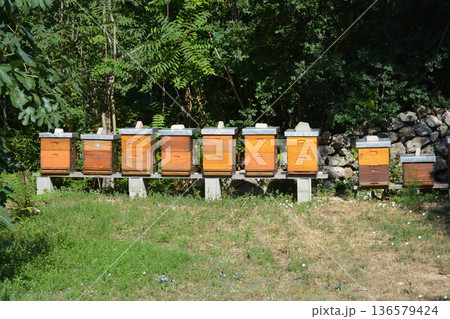 Row of Wooden Beehives in Nature Row of Wooden Beehives in Nature 136579424
