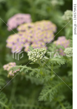 Milly Rock Rose Yarrow Milly Rock Rose Yarrow 136579431