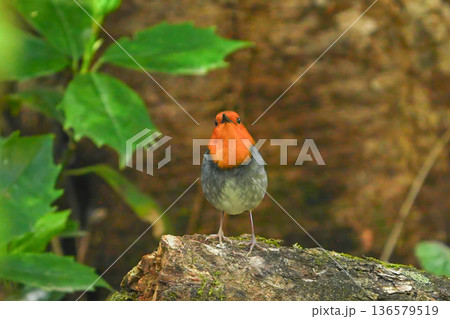 コマドリ 136579519