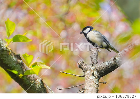 シジュウカラ シジュウカラ 136579527