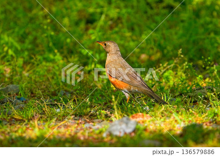 アカハラ 136579886