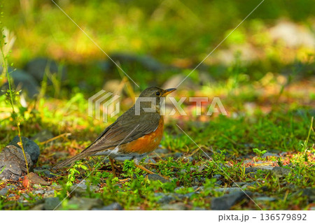 アカハラ 136579892