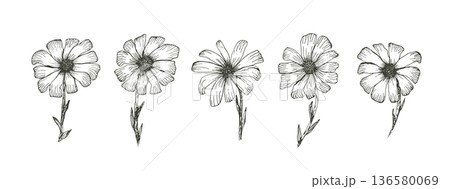 Daisy sketch of black outline ink pen chamomile flowers set. Floral hand drawn engraved gerbera isolated on white background for vintage botanical pattern design, greeting card decoration 136580069