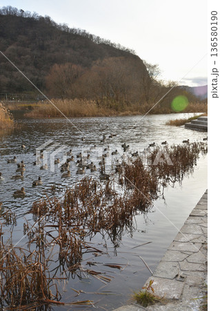冬の白石川に飛来した白鳥と鴨の群れ 2025年12月16日撮影 宮城県の自然風景 冬の白石川に飛来した白鳥と鴨の群れ 2025年12月16日撮影 宮城県の自然風景 136580190