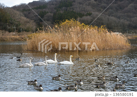 冬の白石川に飛来した白鳥と鴨の群れ 2025年12月16日撮影 宮城県の自然風景 冬の白石川に飛来した白鳥と鴨の群れ 2025年12月16日撮影 宮城県の自然風景 136580191