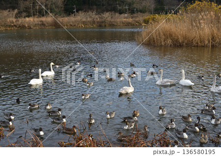 冬の白石川に飛来した白鳥と鴨の群れ 2025年12月16日撮影 宮城県の自然風景 冬の白石川に飛来した白鳥と鴨の群れ 2025年12月16日撮影 宮城県の自然風景 136580195