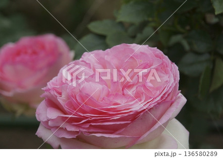 バラ 136580289